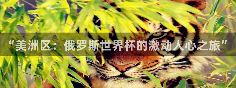 足球世界杯时间:“美洲区:俄罗斯世界杯的激动人心之旅”