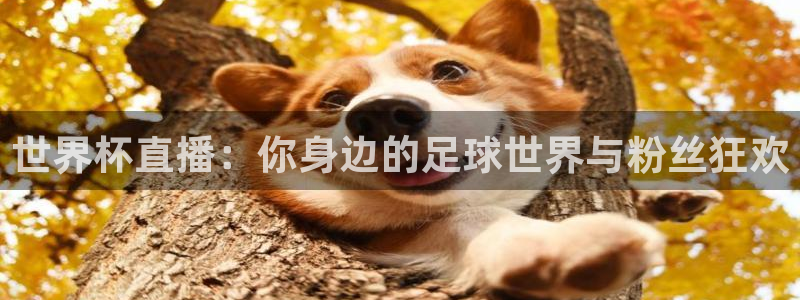 2026世界杯赛程:世界杯直播:你身边的足球世界与粉丝狂欢